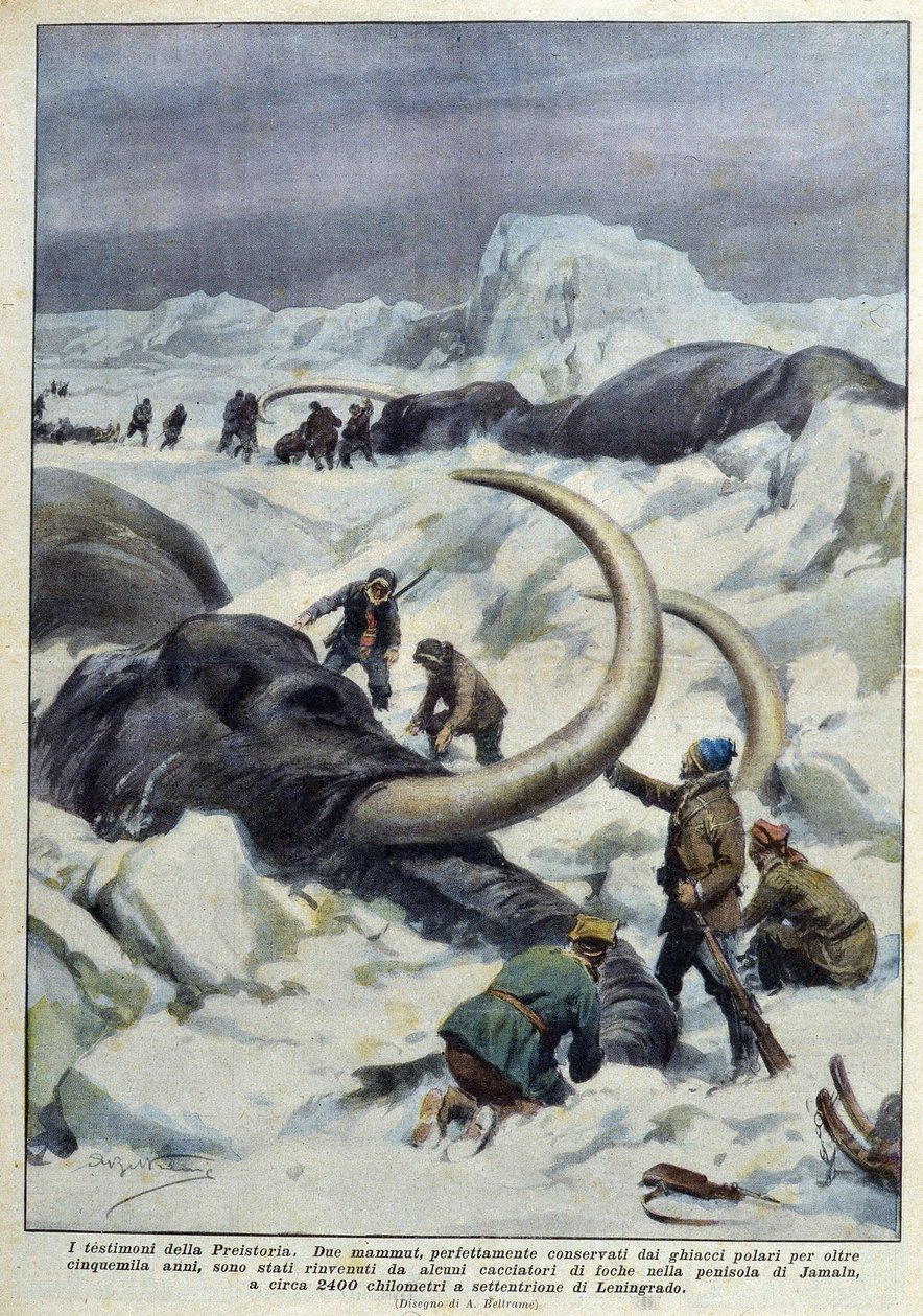Entdeckung prähistorischer Mammuts im Polareis, Anfang 20. Jahrhundert von French School