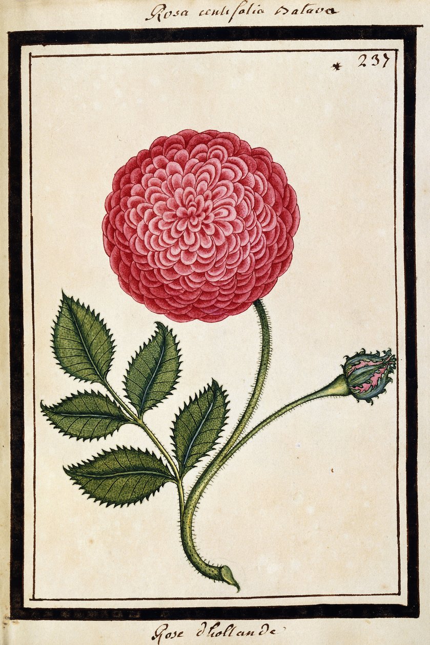 Niederländische Rose, ca. 1700 von French School