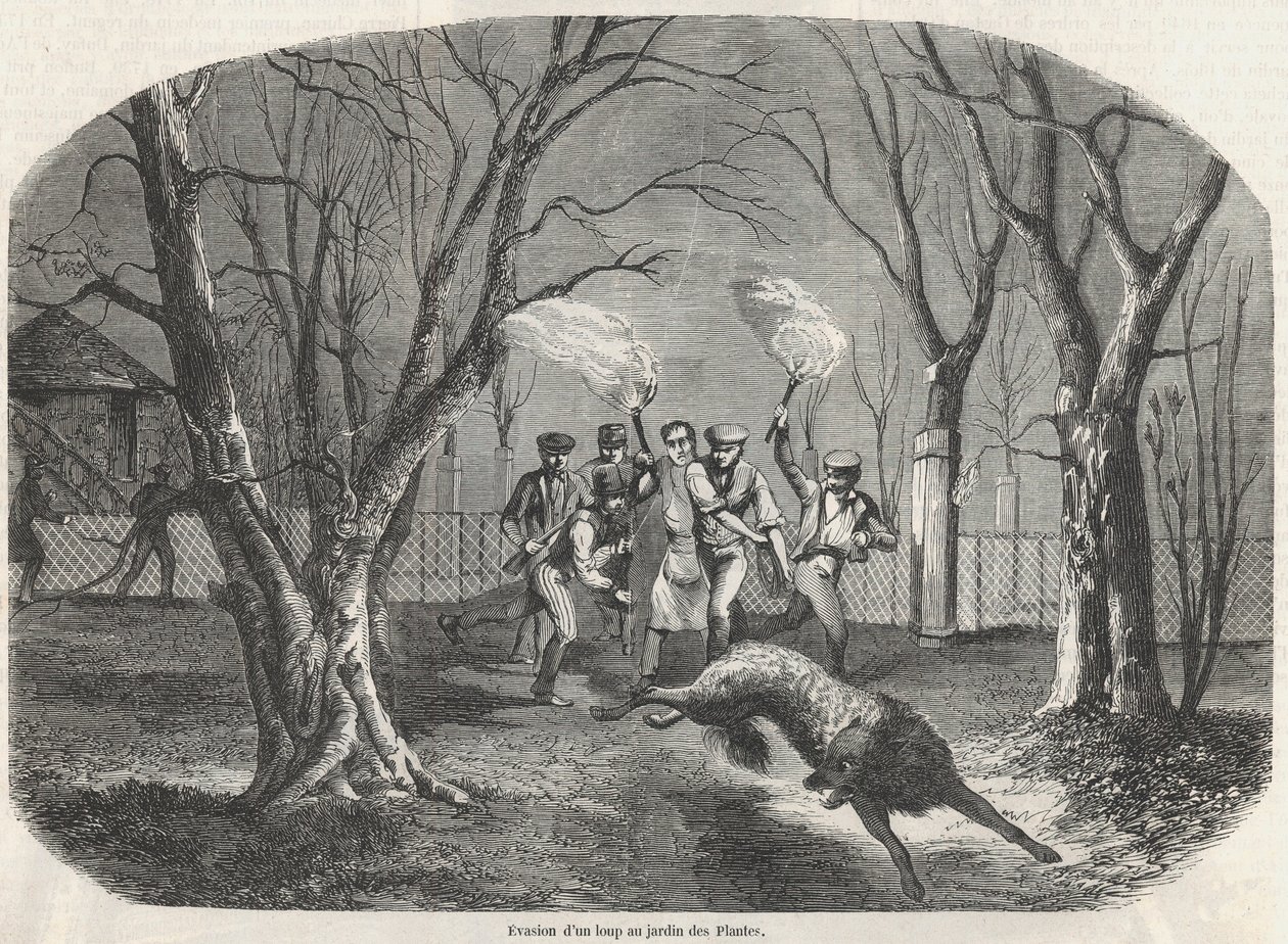 Flucht eines Wolfes im Jardin des Plantes in Paris - Gravur in „Tableau-de-Paris“ von Edmond Texier 1852 von French School
