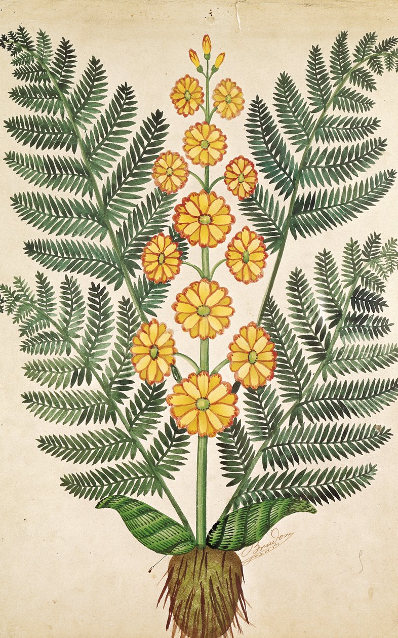 Farn mit gelben Blumen, Platte von einem Samenhändler in Oisans von French School