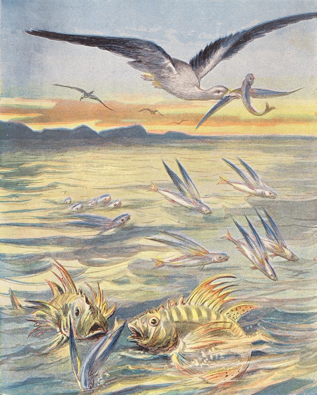 Fliegender Fisch von French School