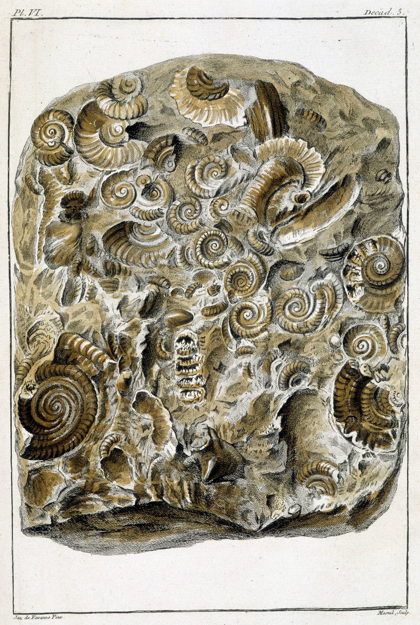 Fossilien von Muscheln, „Was bei Tieren und Mineralien am interessantesten und kuriosesten ist, um als Intelligenz für die allgemeine Geschichte der drei Reiche der Natur zu dienen“ von Buchoz, spätes 18. Jahrhundert. von French School