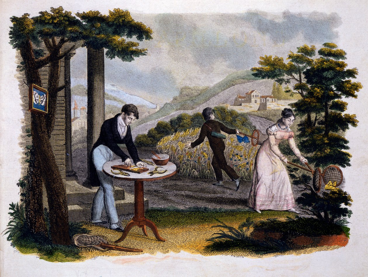 Frontispiz aus Les Papillons... von Eugene Balland, veröffentlicht von P. Blanchard, Lecerf, Paris, 1823 von French School