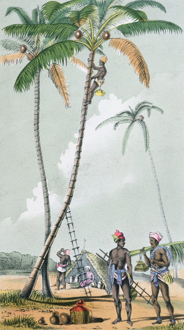 Kokosnüsse sammeln zur Herstellung von Toddy in Indien von French School