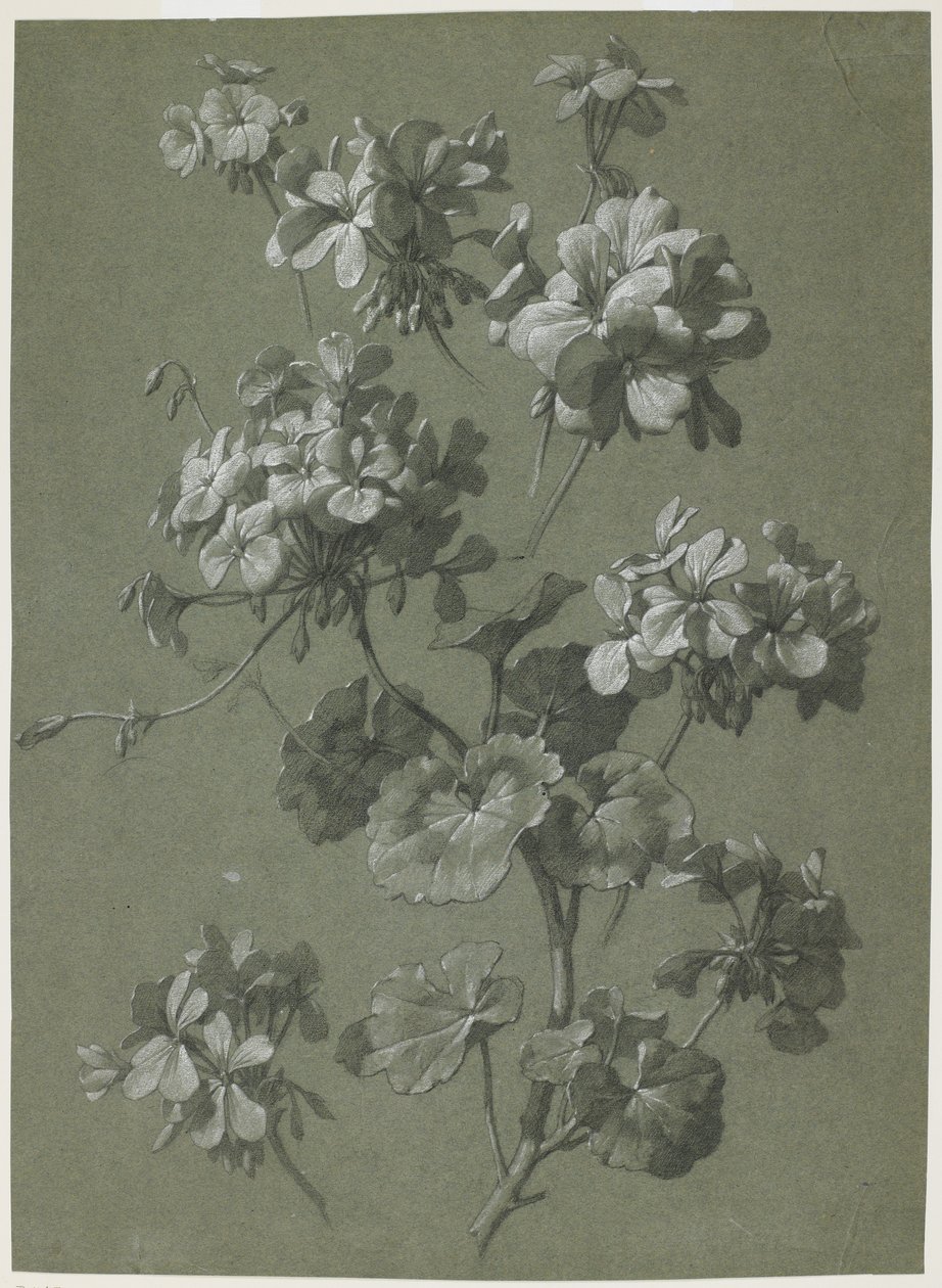 Geranie (Pelargonium sp.), ca. 1800 von French School