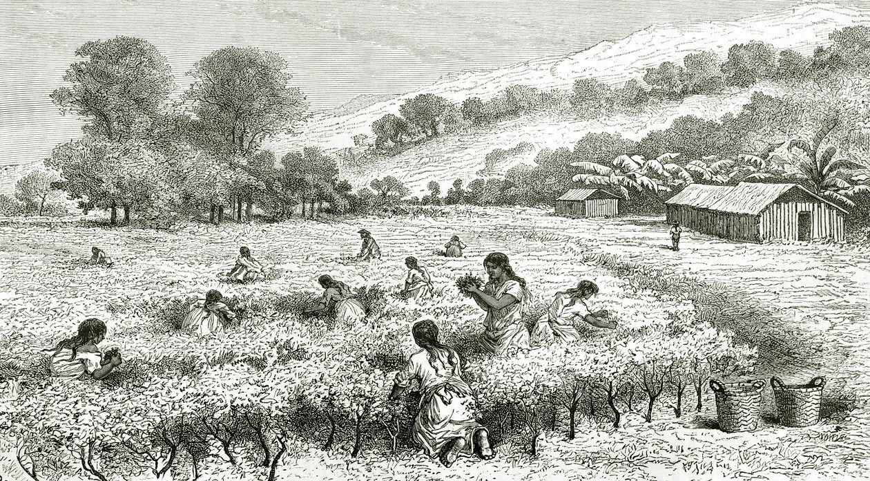 Ernte von Coca, Peru, Illustration aus der Zeitschrift Le Tour du Monde, 1877 von French School