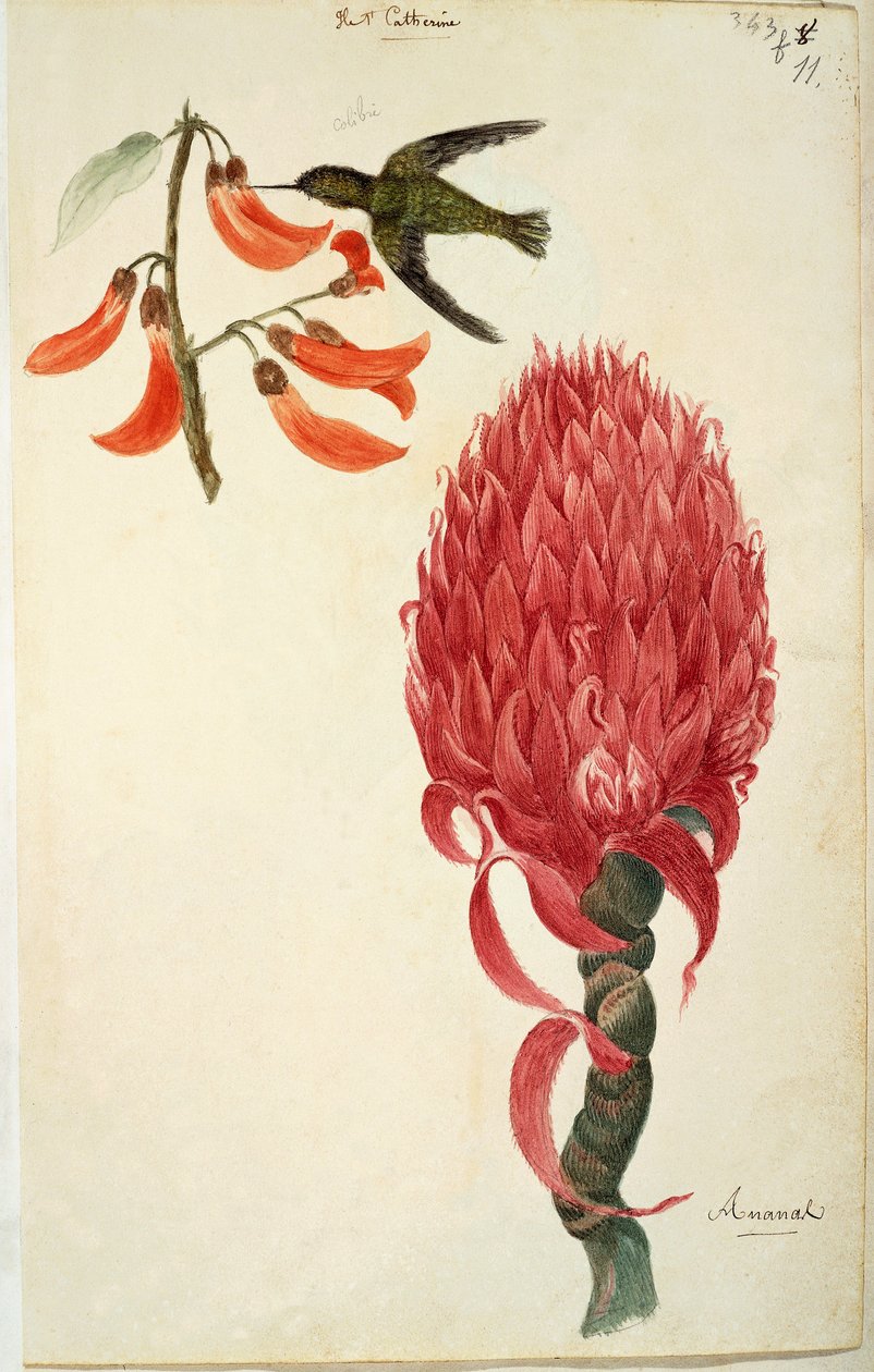 Kolibri (Trochilidae) und Ananas (Ananas comosus) von Lejeune von French School