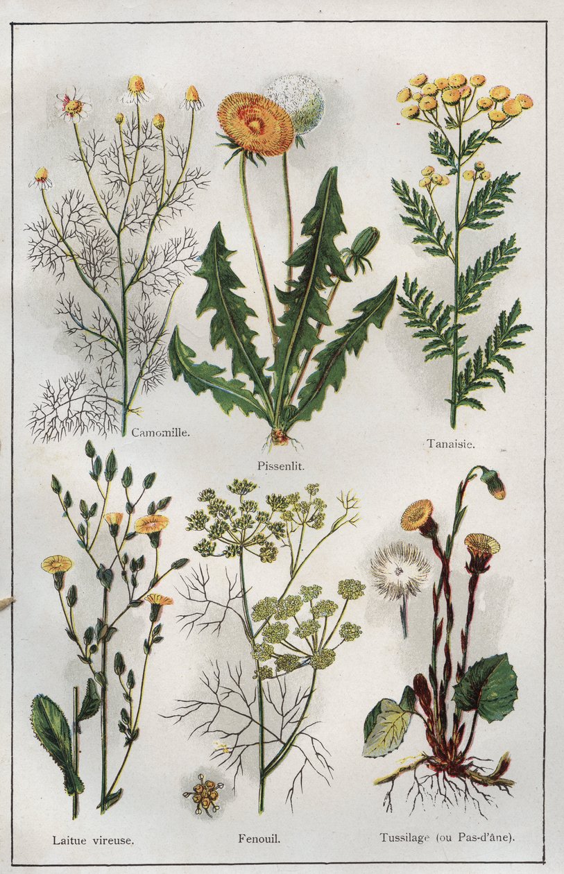 Illustration aus "Mon docteur - Traité de médecine et d