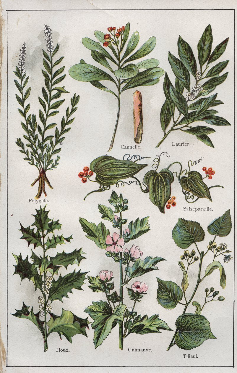 Illustration aus "mon docteur - traité de médecine et d