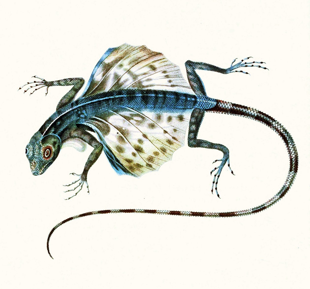 Illustration der Gleitenden Eidechse - Draco Volans, 1831 von French School