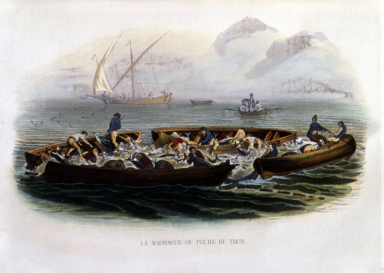 La madrague ou Pêche thon - in „Histoire naturelle de Lacepède“ von French School