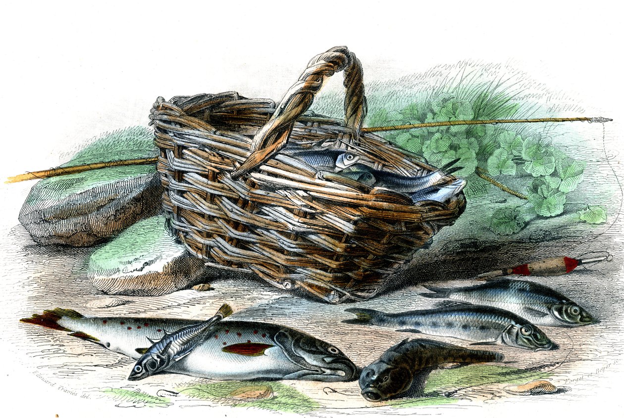 La Forelle (Salmo Trutta), der Kotte Chabot (Collus Chabraea), der Stichling (Gasterosteus aculeatus), der Gründling (Gobio Gobio), der Able (Alburnus Alburnus) - Tafel aus Histoire Naturelle von Bernard Germain de Lacepede, Ausgabe P.Furme, Paris von French School