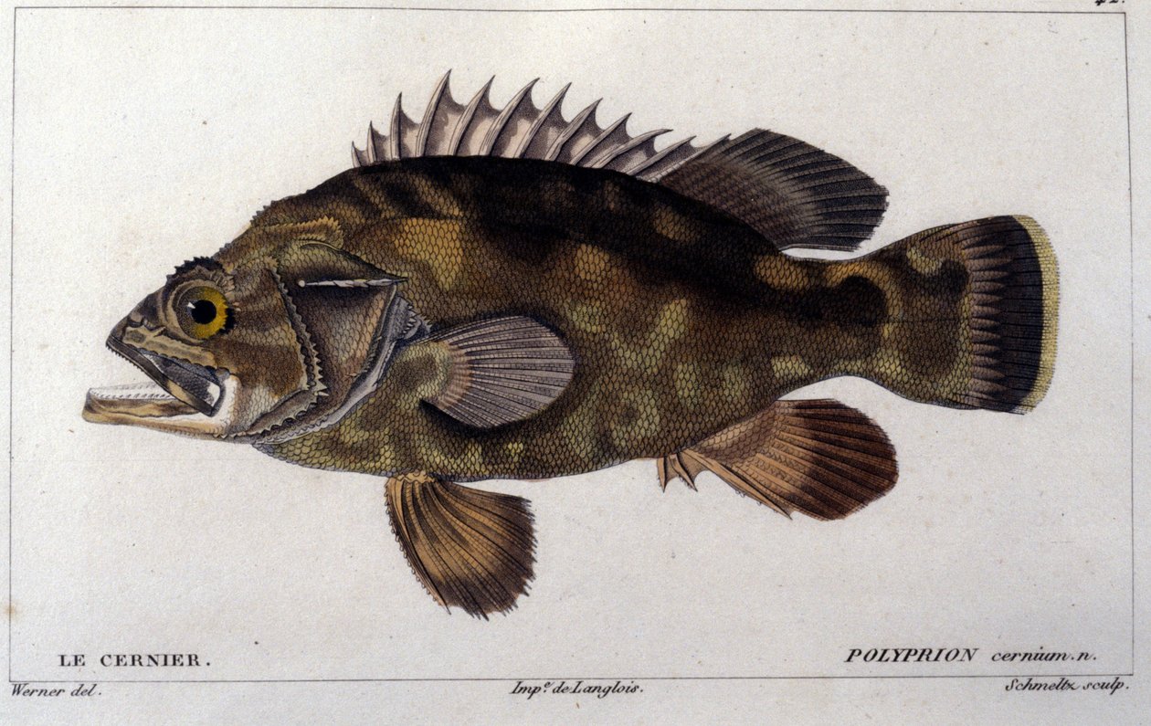 Le grouper nach „Histoire naturelle des poissons“ von Cuvier, Valenciennes, Paris von French School