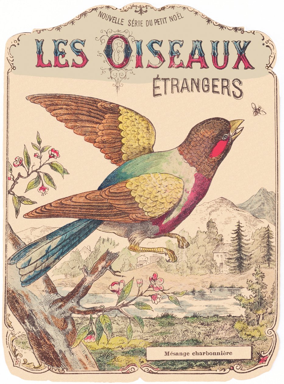 Les Oiseaux Étrangers: Albumcover. Charbonnière mesange., Ende 19. Jahrhundert von French School
