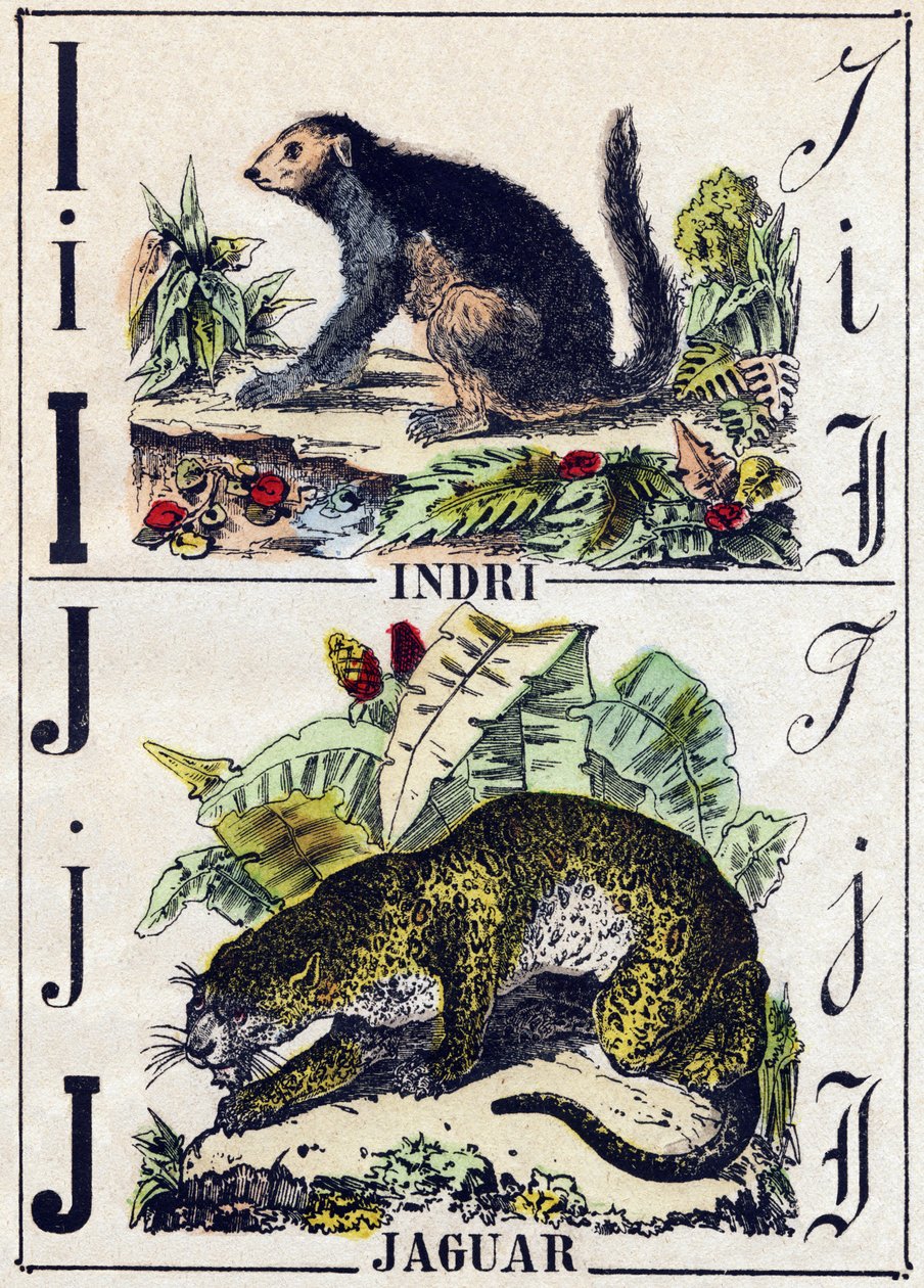 Buchstabe I Indri (Lemur); J Jaguar. Gravur in „Alphabet der wilden Tiere“. 9. Serie. Bildersammlung von Epinal, Pellerin, Drucker-Verleger, um 1870. Holzschnitte, schabloniert. 16 Seiten. Dim: 20 x 15 cm. Private Sammlung von French School