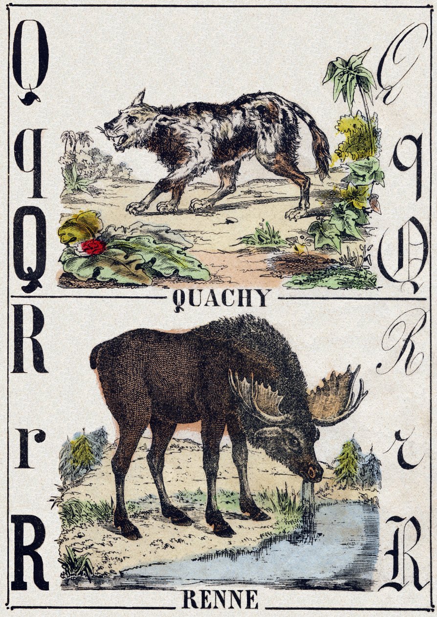 Buchstabe Q Quachy (südamerikanischer Löwenhund); R Rentier. Gravur in "Alphabet der wilden Tiere". 9. Serie. Bildersammlung von Epinal, Pellerin, Drucker-Verleger, um 1870 von French School