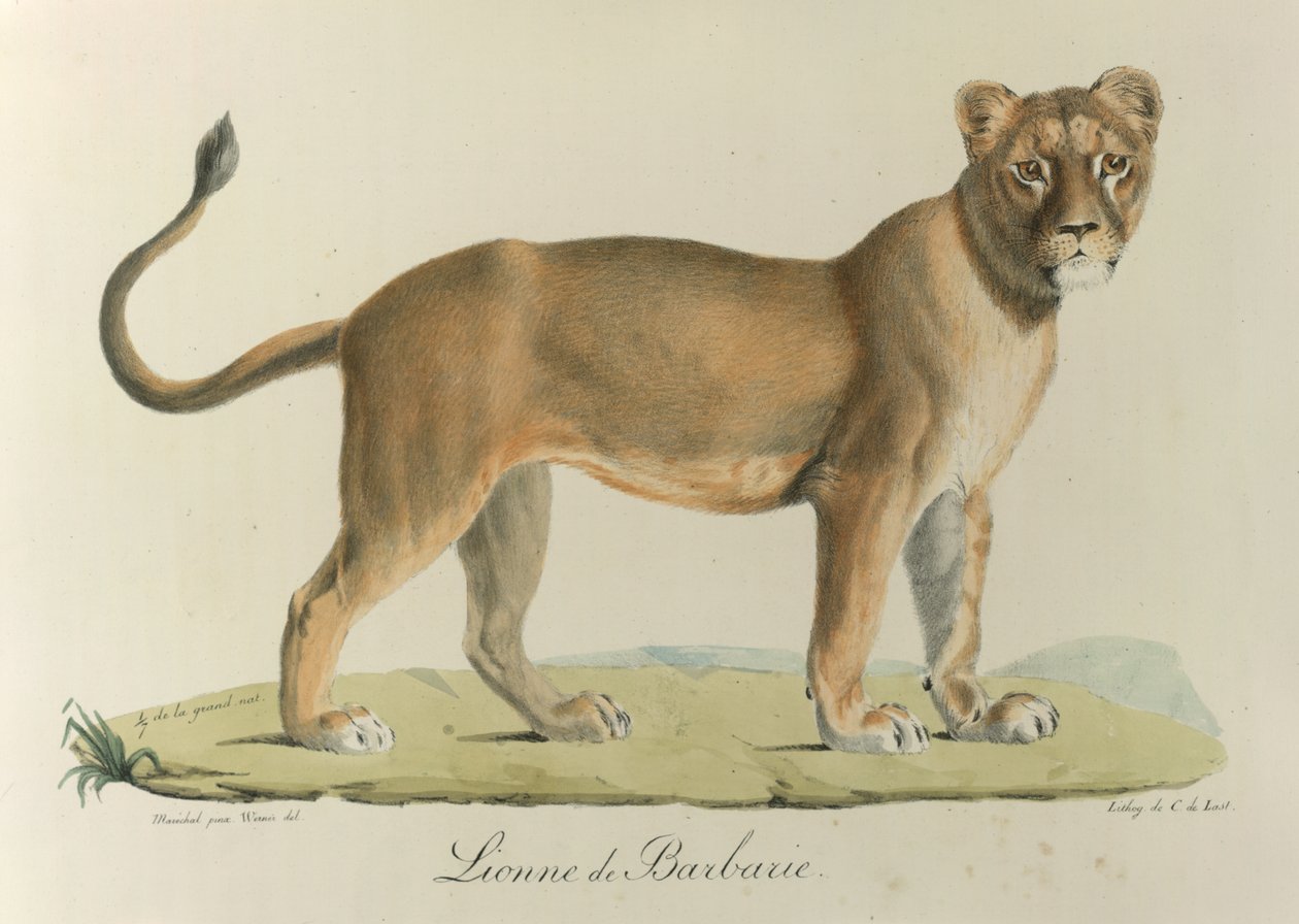 Barbarische Löwin, aus 