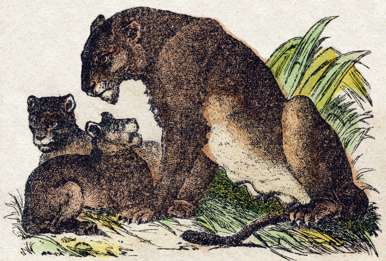 Löwin. Gravur in "Alphabet des animaux sauvages". 9. Serie. Bildersammlung von Epinal, Pellerin, Drucker-Verleger, um 1870. Holzschnitte, schabloniert. 16 Seiten. Dim: 20 x 15 cm. Private Sammlung von French School