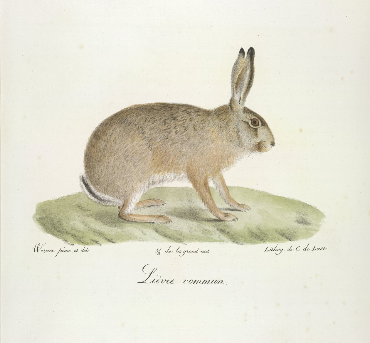 Lièvre commun, Feldhase, aus Histoire Naturelle des Mammifères (Farblithographie) von French School
