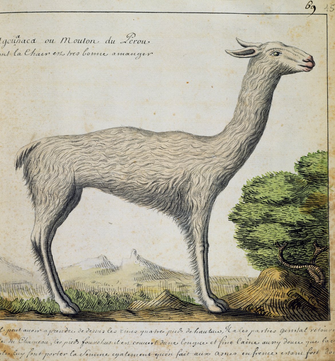 Lama, Peru, aus dem Logbuch von Jacques Gouin de Beauchesne von French School