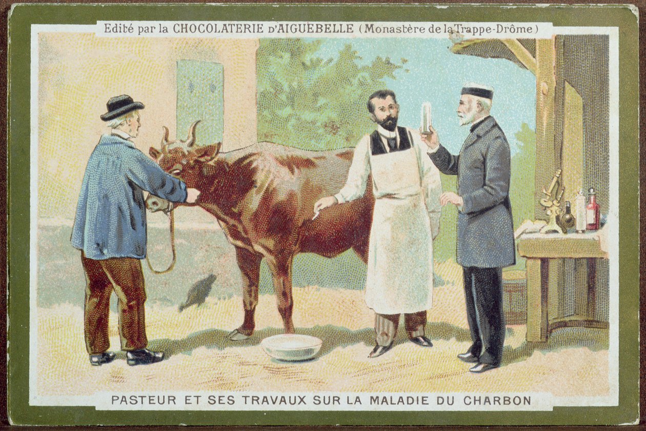 Louis Pasteur (1822-95) bei der Untersuchung von Milzbrand, Werbekarte der Chocolaterie d