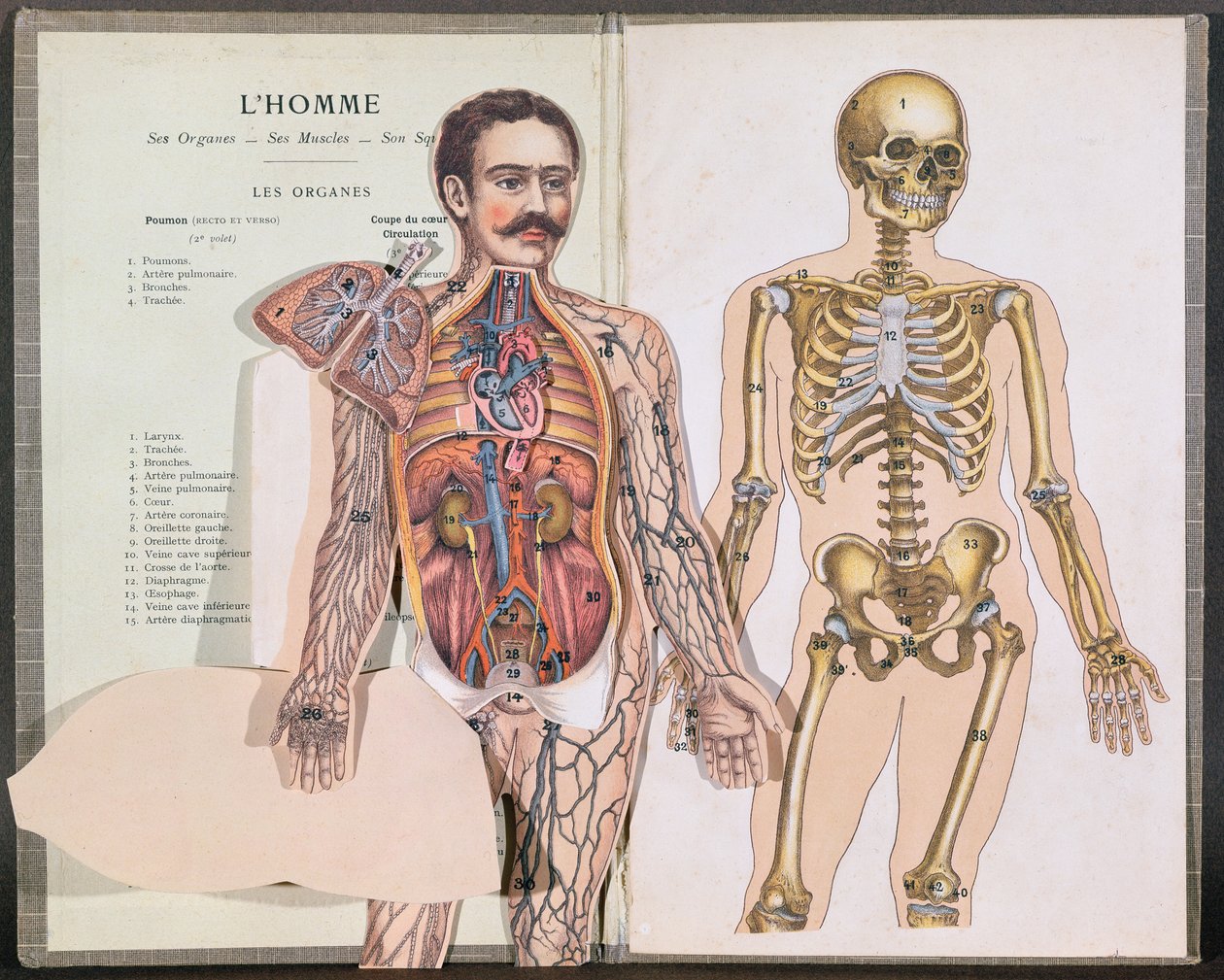 Der Mensch, seine Organe, seine Muskeln und sein Skelett, aus Anatomie Elementaire von Dr. Lelievre von French School