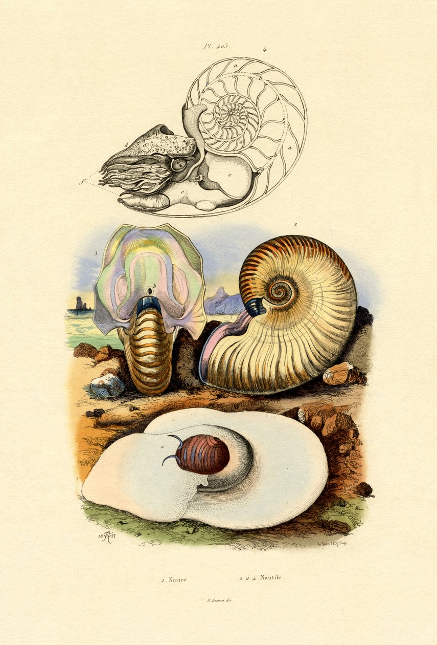 Mondschnecke von French School