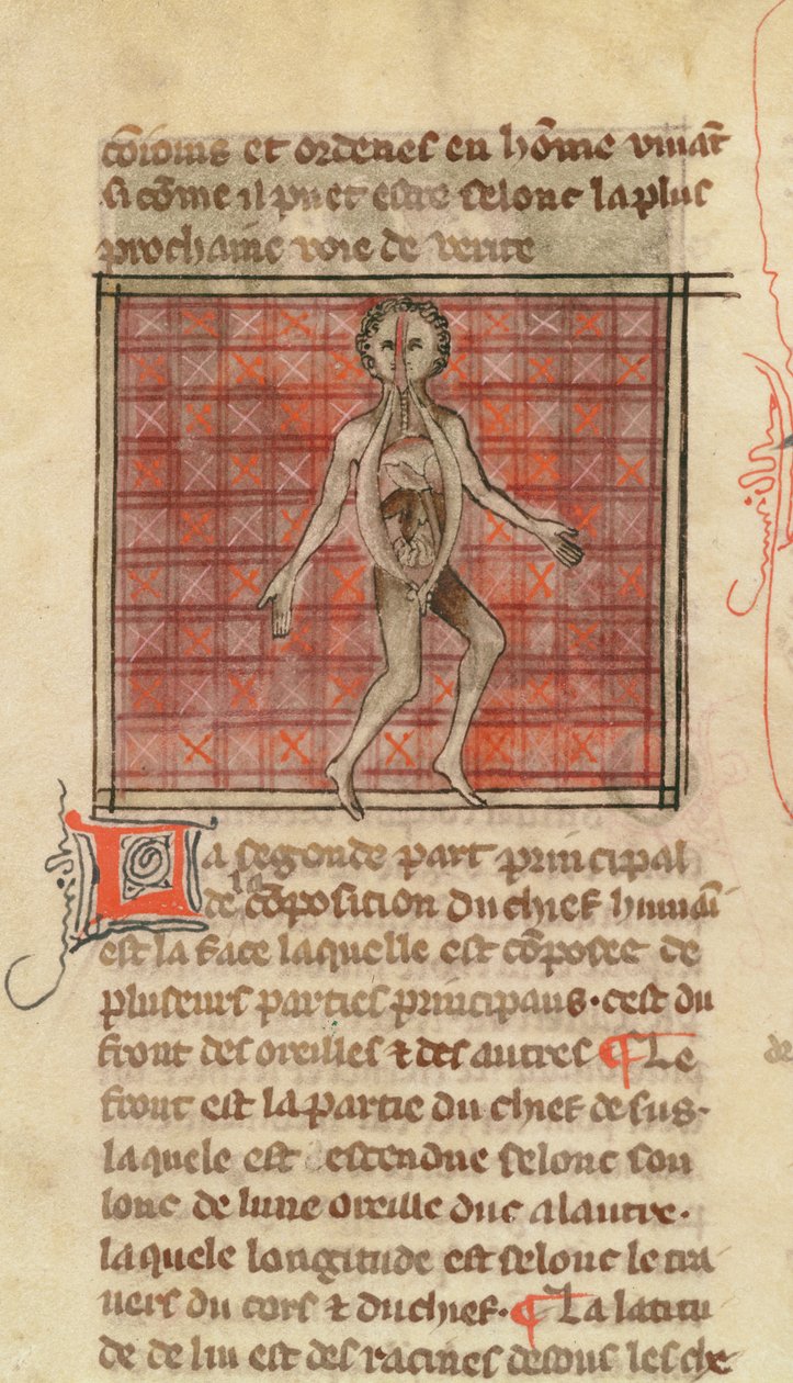 Anatomische Figur, aus La Chirurgie de Maitre Henri de Mondeville von French School