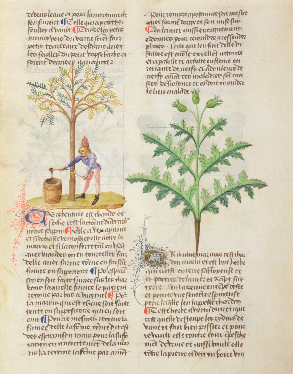 Ms. De Diversis Herbis von Dioscorides, fol.165r Gewinnung von Terpentin von French School