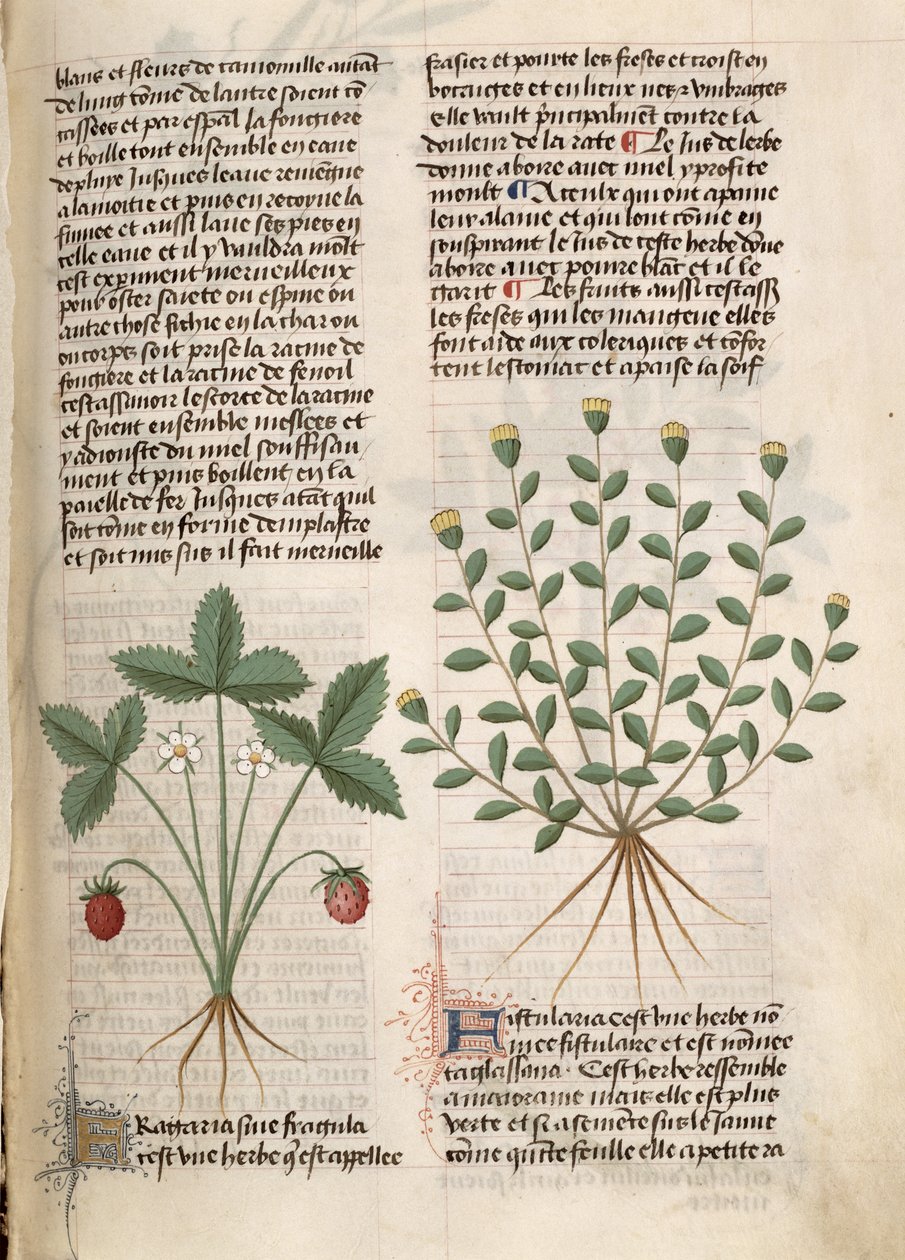 Ms Est 28 M 5.9 fol.75r Erdbeerpflanze, aus 