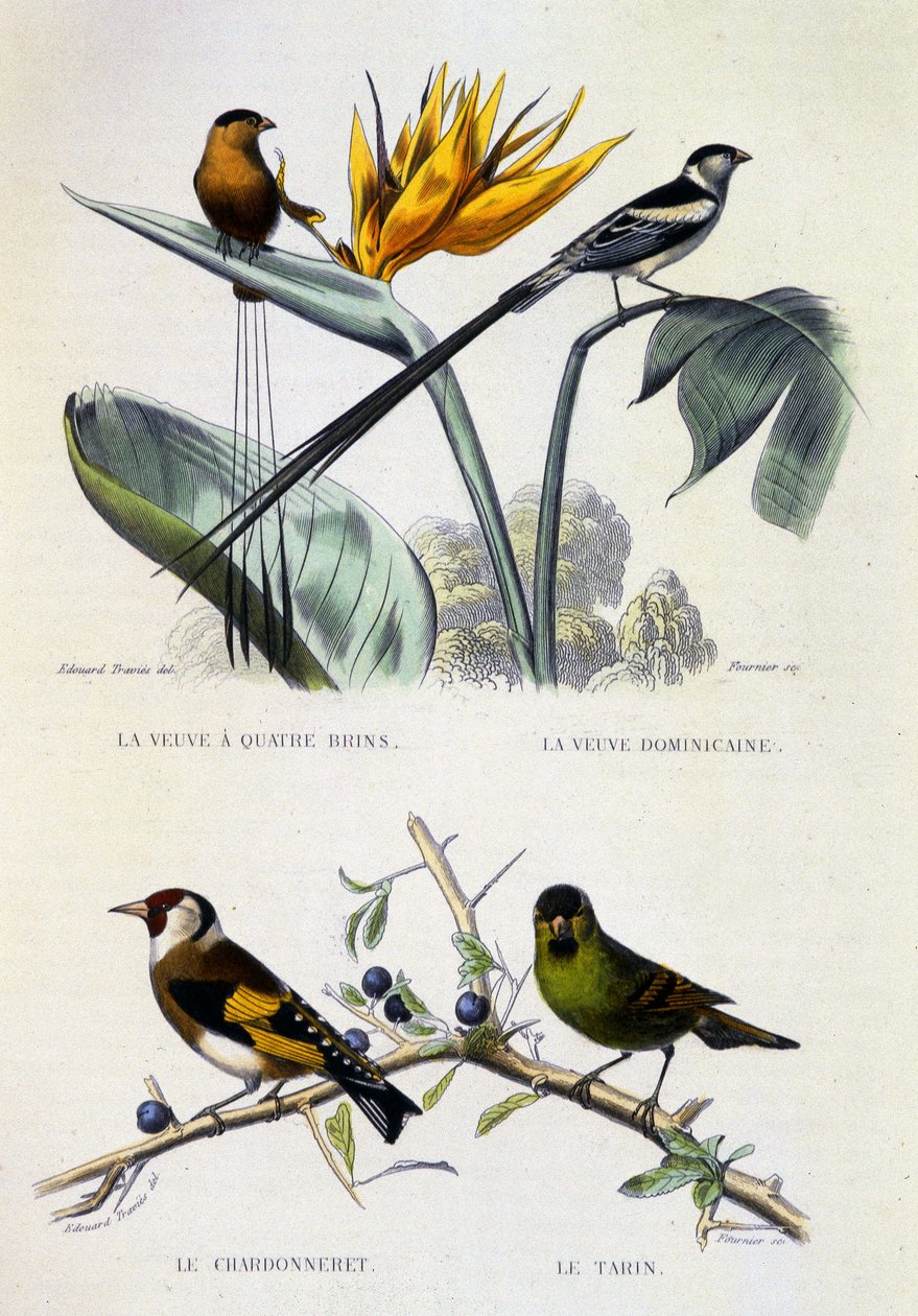 Naturgeschichtstafel: Vögel: La Veuve à quatre brins, La Veuve dominique, Le chardonneret, Le Tarin - Werke von Buffon, Band V, 19. Jahrhundert. von French School