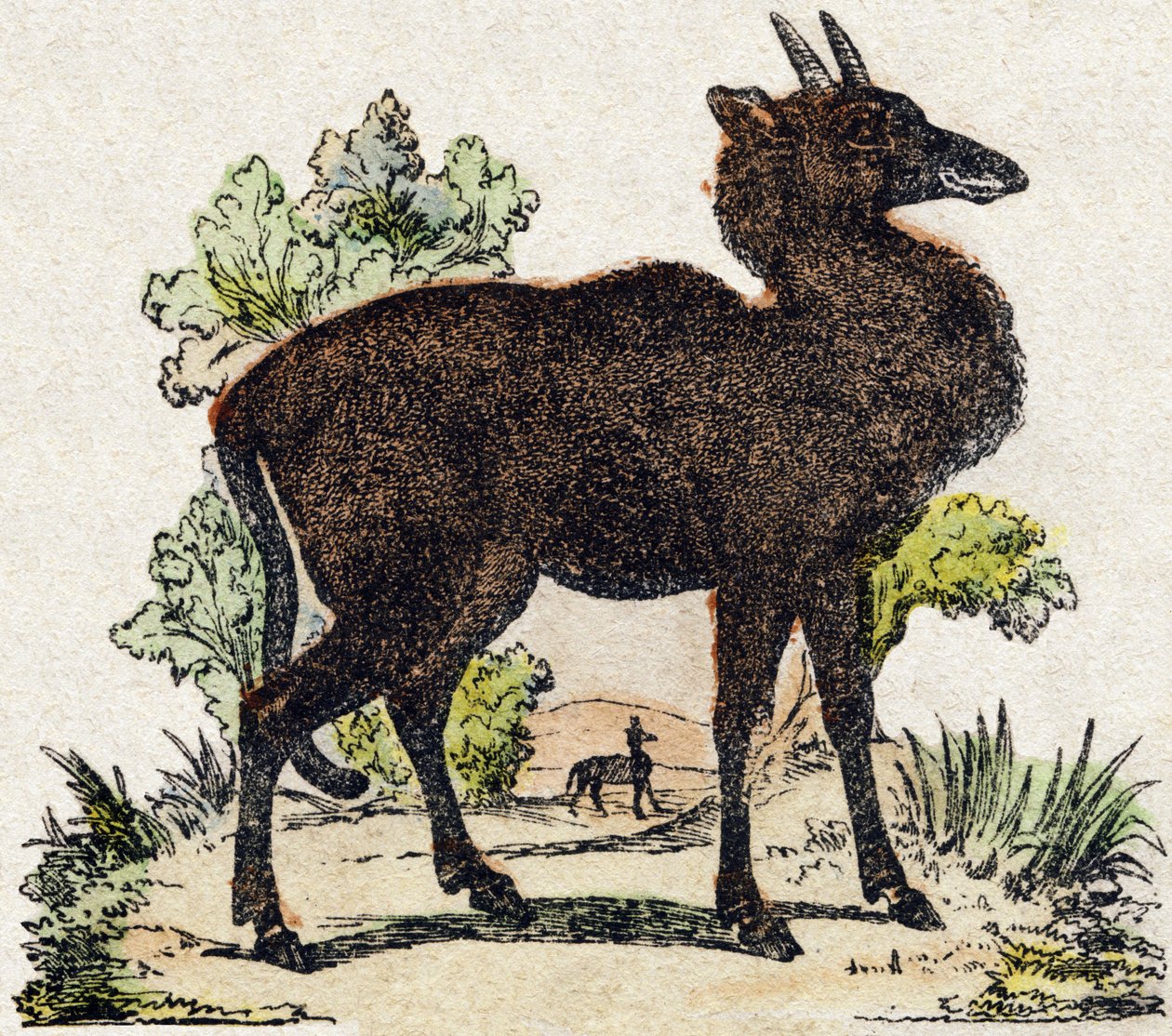Nyl-ghau (Nyl ghau, indisches Tier). Gravur in "Alphabet des animaux sauvages". 9. Serie. Bildersammlung von Epinal, Pellerin, Drucker-Verleger, um 1870. Holzschnitte, schabloniert. 16 Seiten. Dim: 20 x 15 cm. Private Sammlung von French School