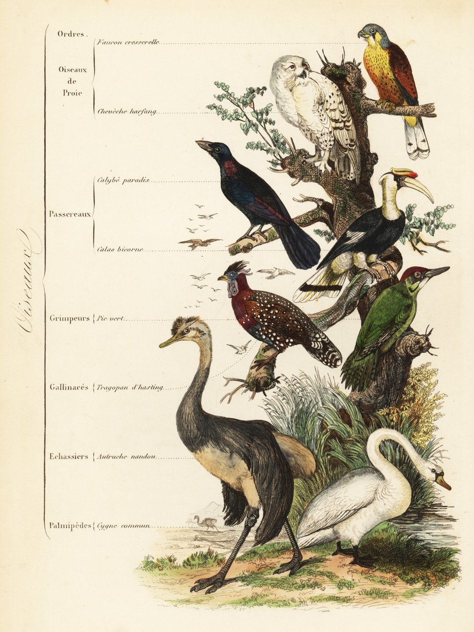 Ordnungen der Vögel: Turmfalke, Falco tinnunculus, gefährdete Schneeeule, Bubo scandiacus, Glanzstar, Lamprotornis chalybaeus, Doppelhornvogel, Buceros bicornis, Grünspecht, Picus viridis, Westlicher Tragopan, Tragopan melanocephalus von French School