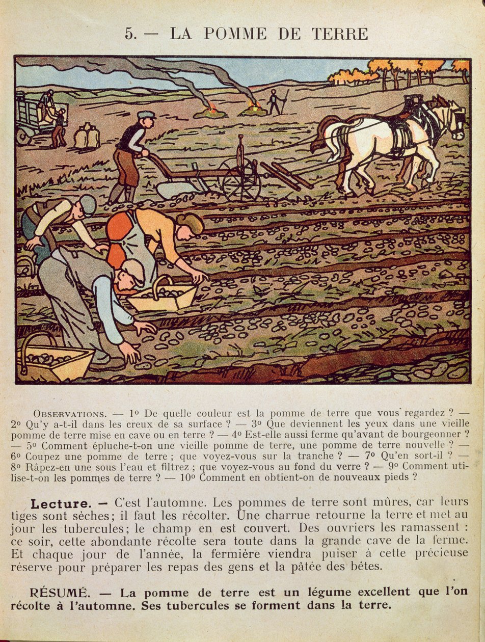 Seite aus einem Schulbuch, das den Kartoffelanbau illustriert, ca. 1910 von French School