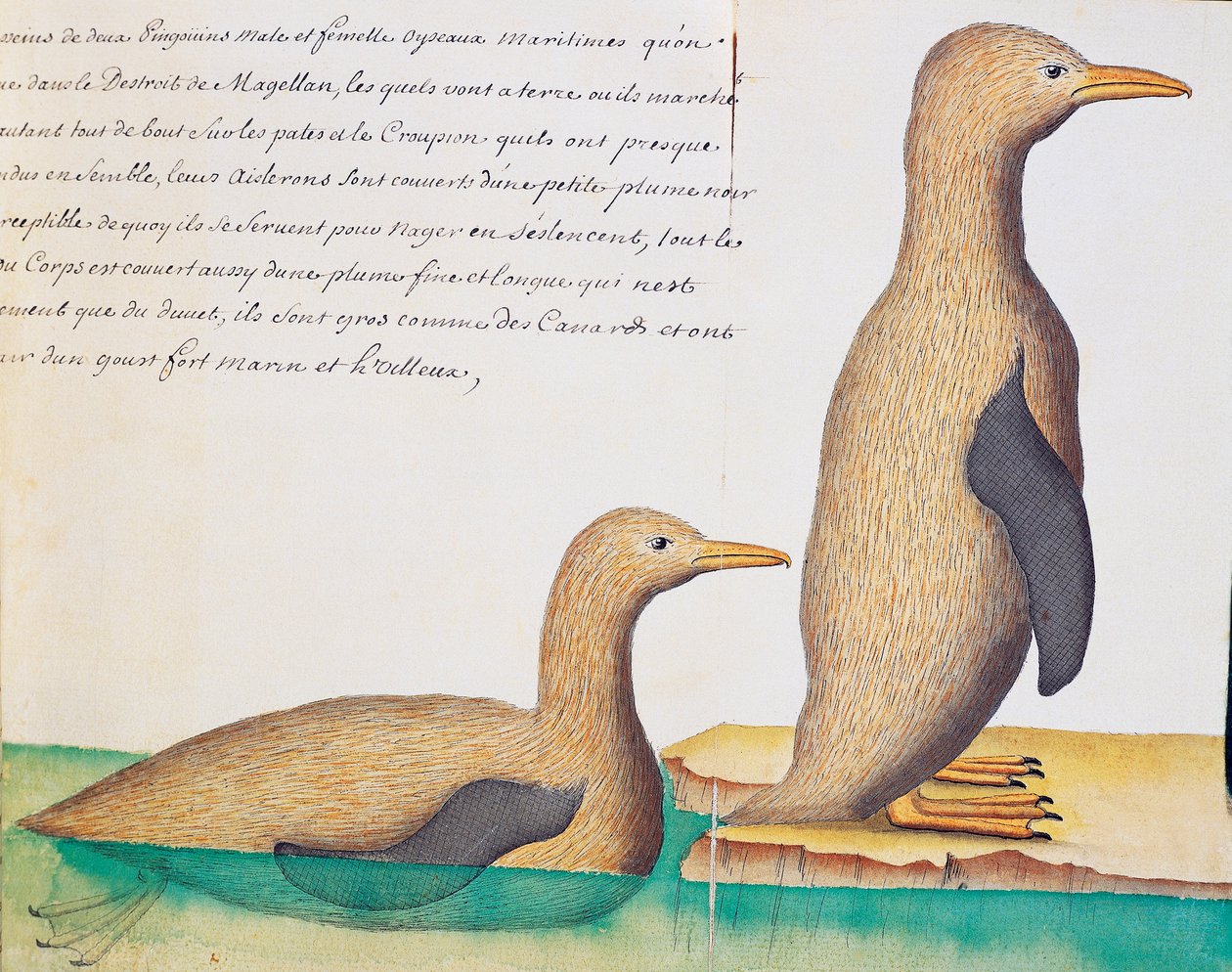 Pinguine, Magellanstraße, Aquarell aus dem Logbuch von Jacques Gouin de Beauchesne, Kapitän der Compagnie royale de la Mer du Sud, von 1698 bis 1701, Frankreich von French School
