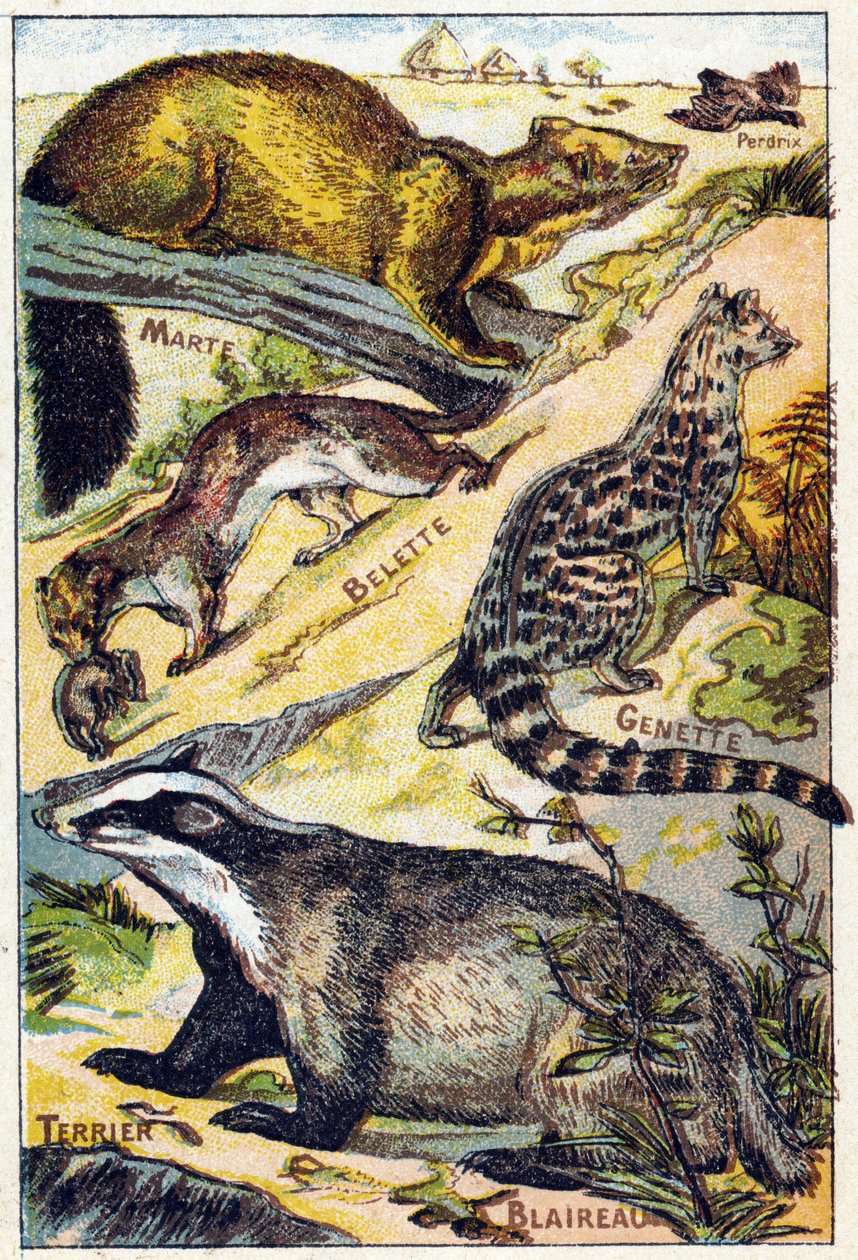 Tafel 1: Rebhuhn, Marder, Wiesel, Ginsterkatze, Dachs, Terrier. Gravur in "Syllabary alphabet all kinds of beets" von French School