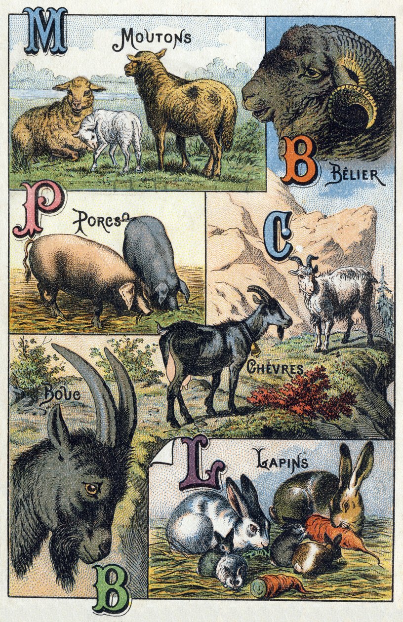 Tafel 2: Schafe, Widder, Schweine, Ziegen, Kaninchen. Gravur in "Silbenalphabet der Haustiere und Bauernhoftiere". Serie A. Pellerin et Cie, Drucker-Verleger, Epinal, Ende des 19. Jahrhunderts von French School