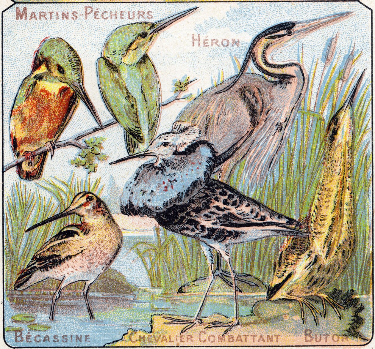 Tafel 3: Eisvogel, Reiher, Bekassine, Kämpfender Ritter, Butor. Gravur in "Syllabary alphabet of birds and reptiles". Serie A. Pellerin et Cie, Drucker-Verleger, Epinal, Ende des 19. Jahrhunderts. Chromolithographien. von French School