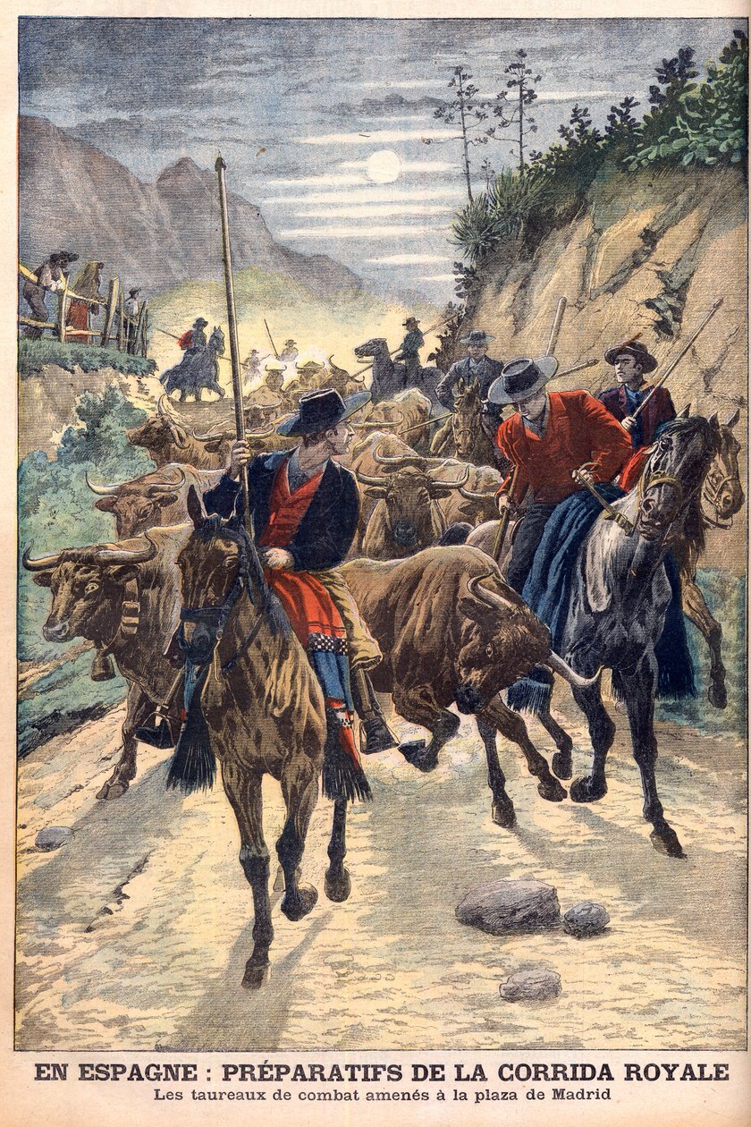 Vorbereitungen für die Stierkämpfe zur Feier der Hochzeit von König Alfons XIII. von Spanien. Stiere werden nach Madrid gebracht. In Spanien, Vorbereitungen für den königlichen Stierkampf. Die Kampfstiere werden zur Plaza de Madrid gebracht. Illustration f von French School