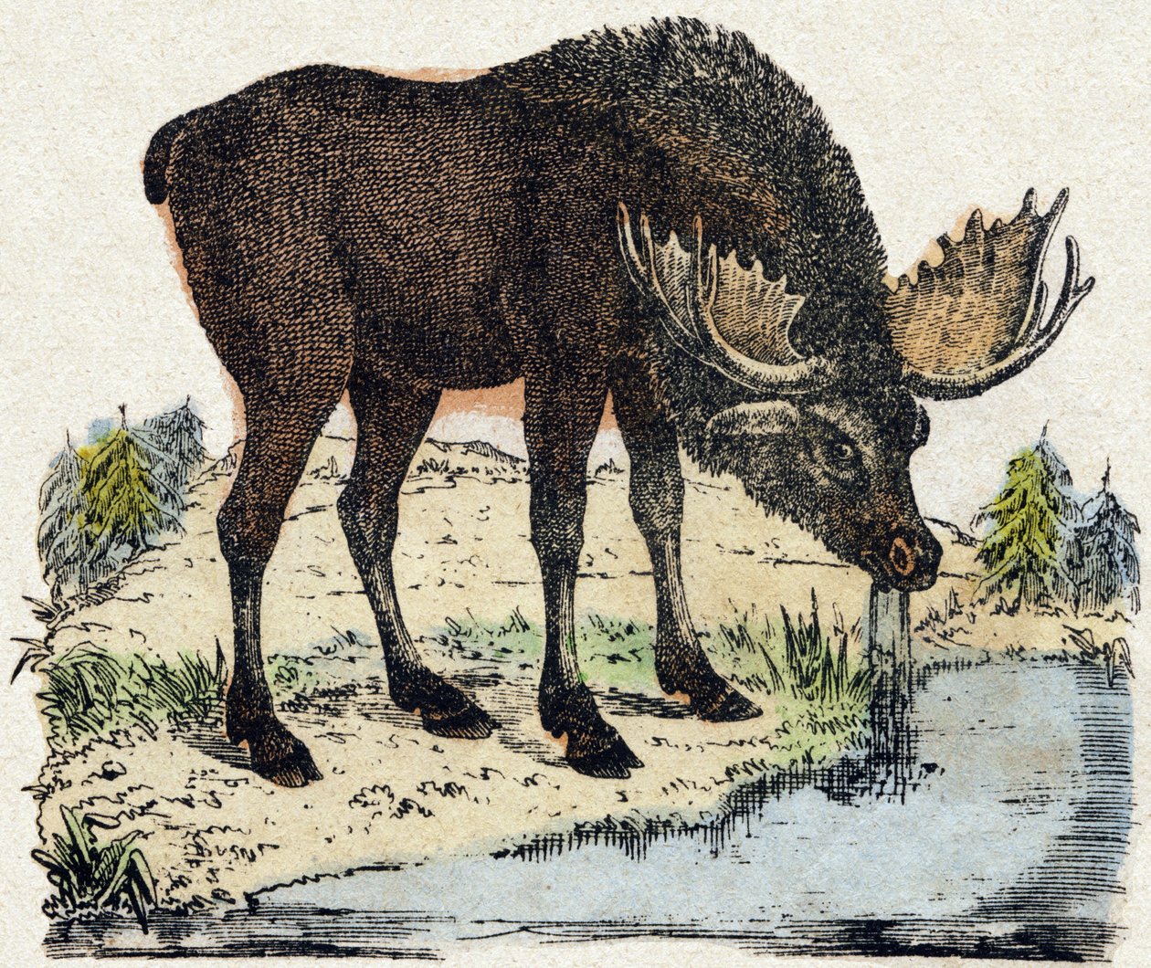 Rentier. Gravur in "Alphabet des animaux sauvages". 9. Serie. Bilder von Epinal, Pellerin, Drucker-Verleger, um 1870. Holzschnitte, schabloniert. 16 Seiten. Dim: 20 x 15 cm. Private Sammlung. von French School