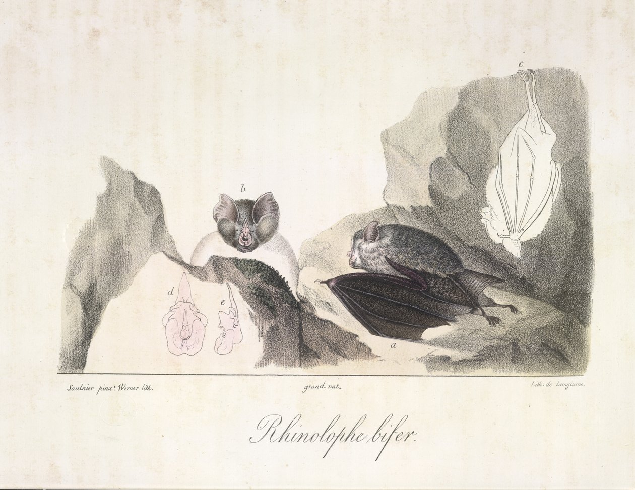 Rhinolophe bifer. Vampirfledermäuse, aus Histoire Naturelle des Mammifères von French School
