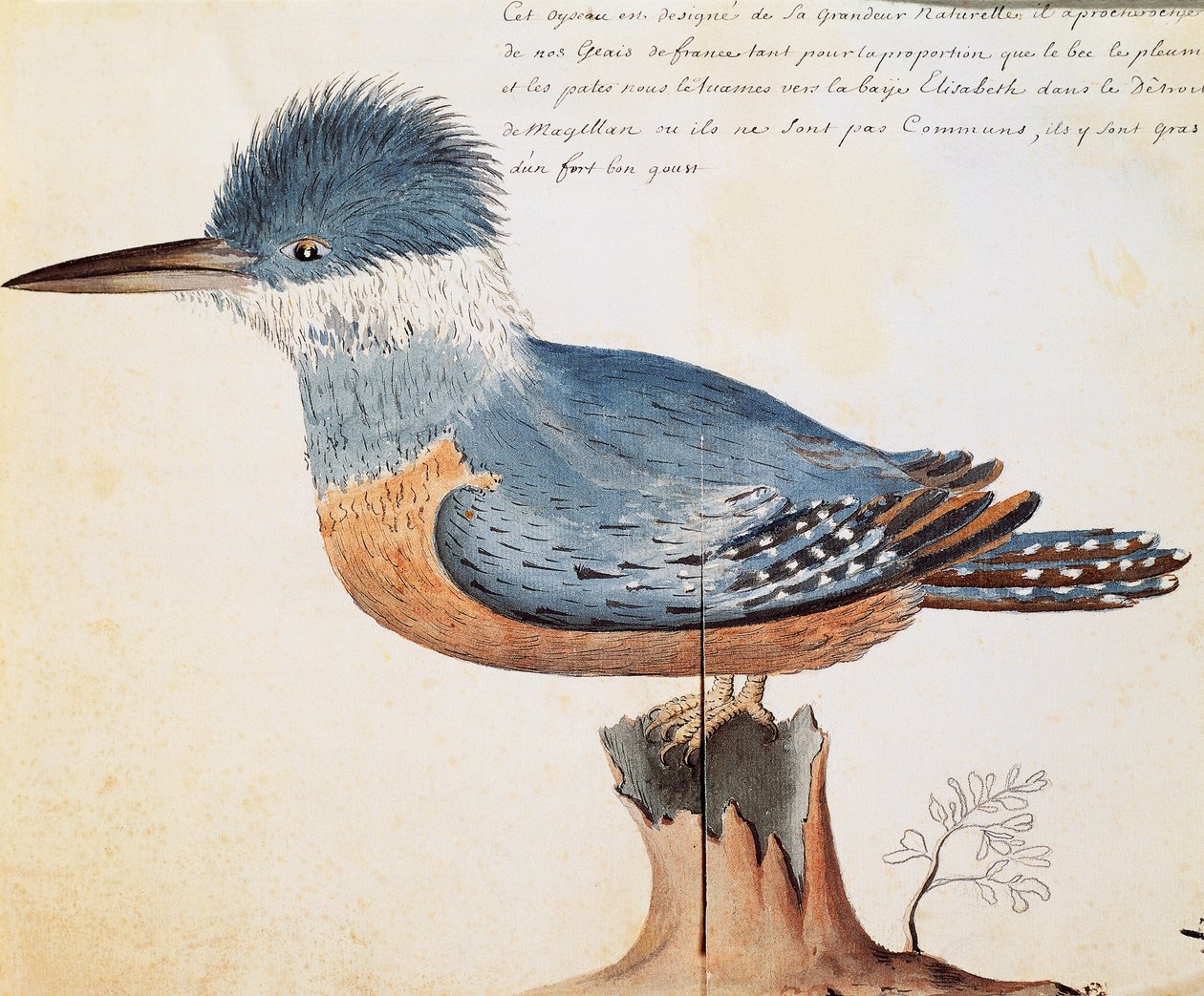 Gürtelkönigfischer (Megaceryle torquata), Elizabeth Bay, Magellanstraße, Aquarell aus dem Logbuch von Jacques Gouin de Beauchesne (1652-1730), Kapitän der Compagnie royale de la Mer du Sud, von 1698 bis 1701, Frankreich von French School