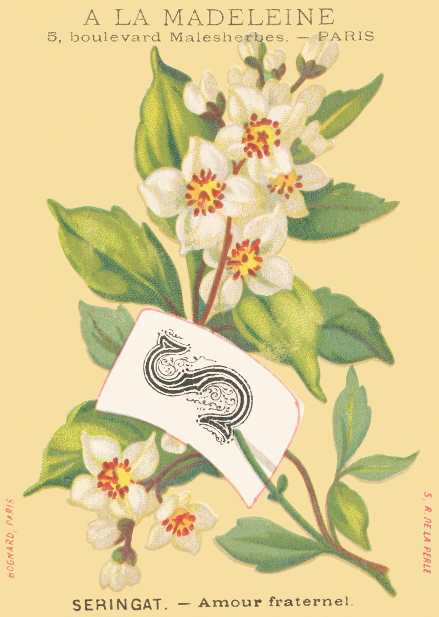 S: Seringat - Brüderliche Liebe von French School