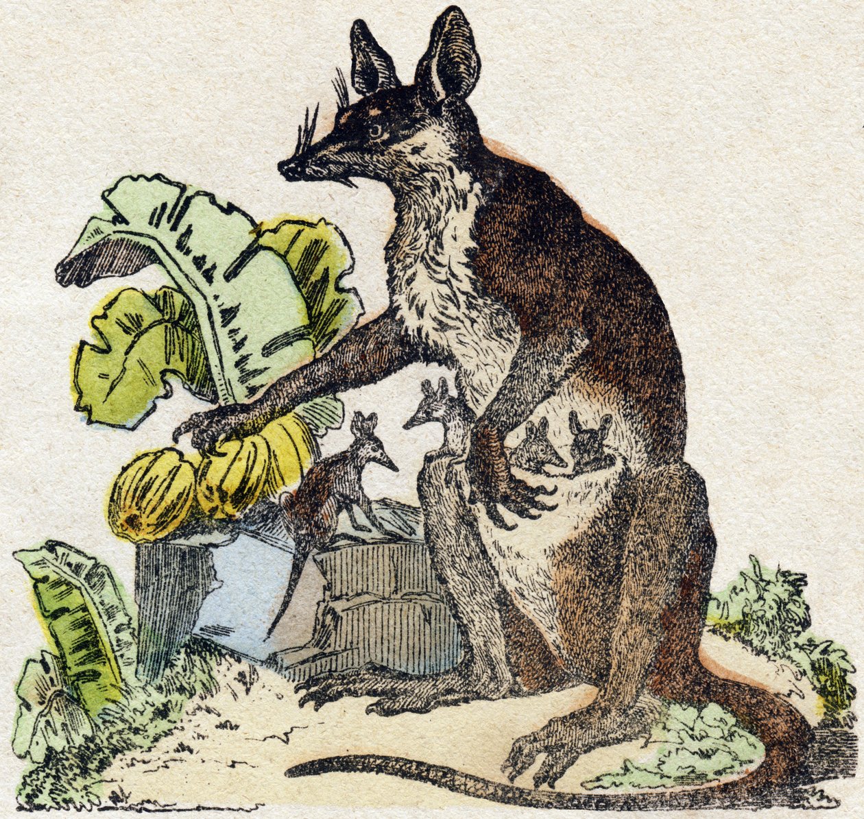 Sarigue (Opossum). Gravur in "Alphabet des animaux sauvages". 9. Serie. Bilder von Epinal, Pellerin, Drucker-Verleger, um 1870. Holzschnitte, schabloniert. 16 Seiten. Dim: 20 x 15 cm. Private Sammlung. von French School