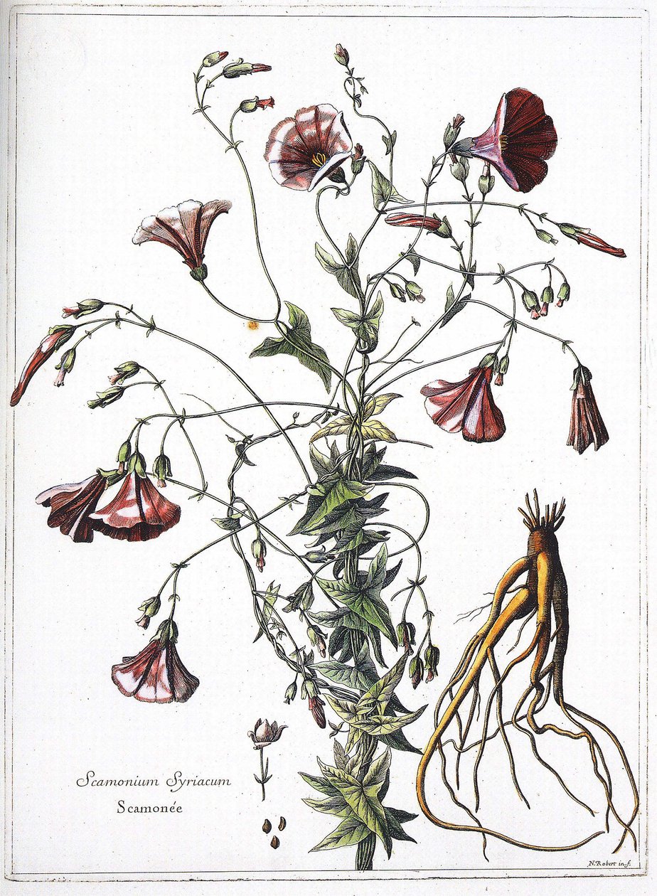 Scamoneum (Scamonium Syriacum) - aus „Die Sammlung der Pflanzen, graviert im Auftrag von König Ludwig XIV.“ von French School