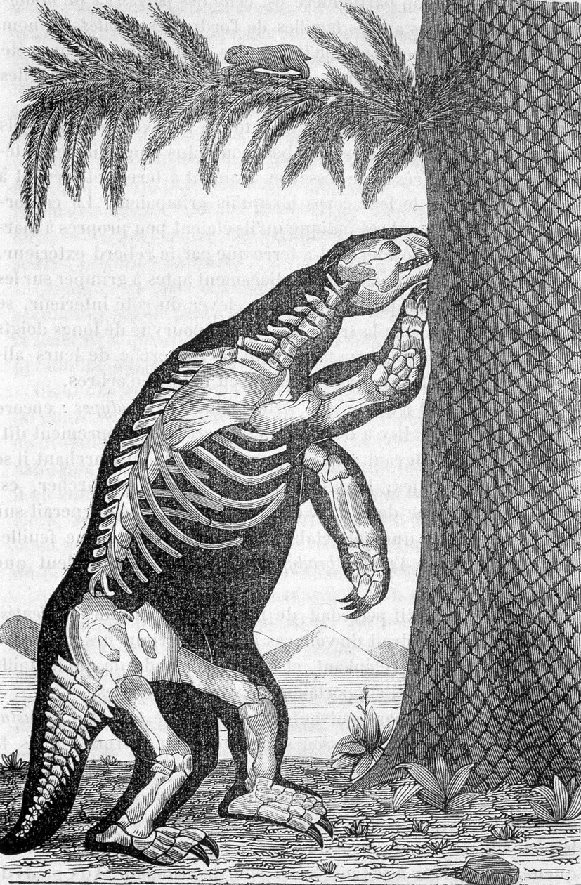 Skelett des Megatheriums - in „Die Welt vor der Schöpfung des Menschen“ von Camille Flammarion von French School