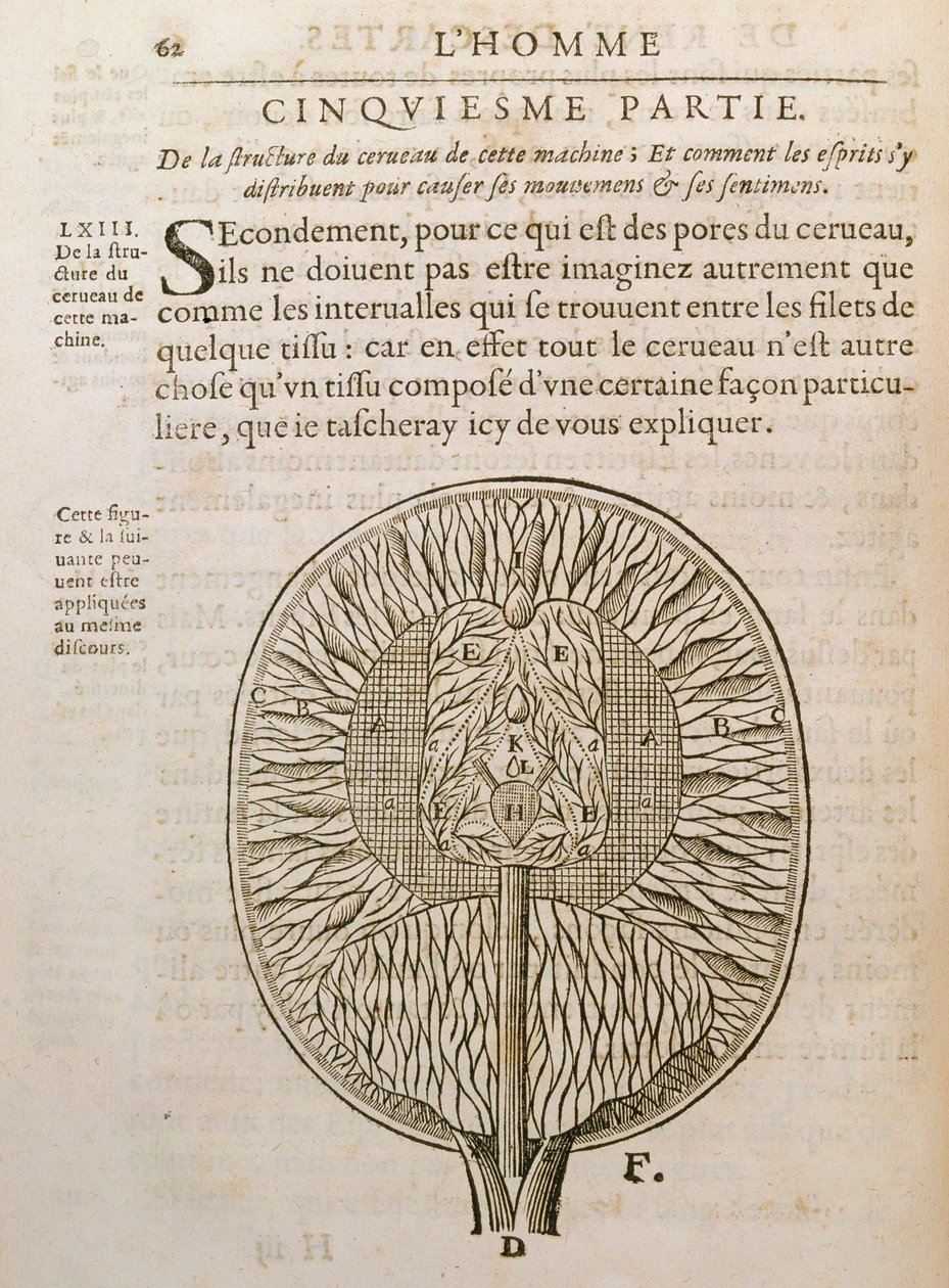 Die Struktur des Gehirns, aus De Homine Figuris von Rene Descartes (1596-1650) veröffentlicht in Den Haag, 1662 von French School