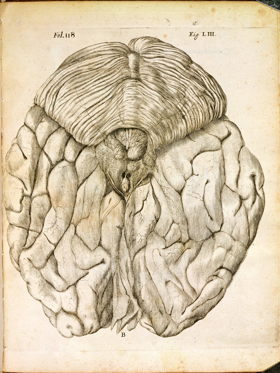 Die Struktur des Gehirns, aus De Homine Figuris von Rene Descartes (1596-1650) veröffentlicht in Den Haag, 1662 von French School