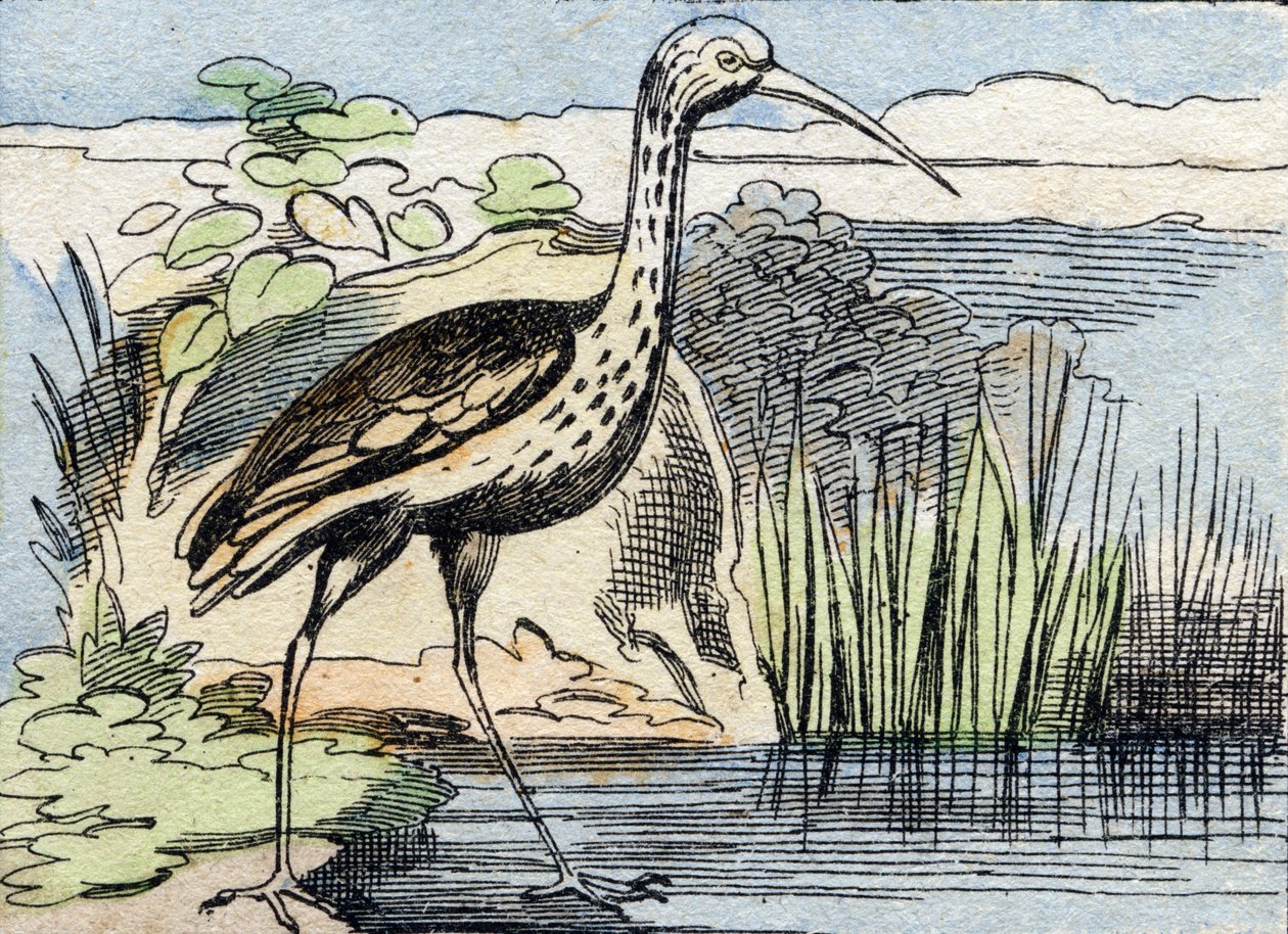 Der Brachvogel. Gravur in "Buffon Alphabet des Oiseaux n 2" von French School
