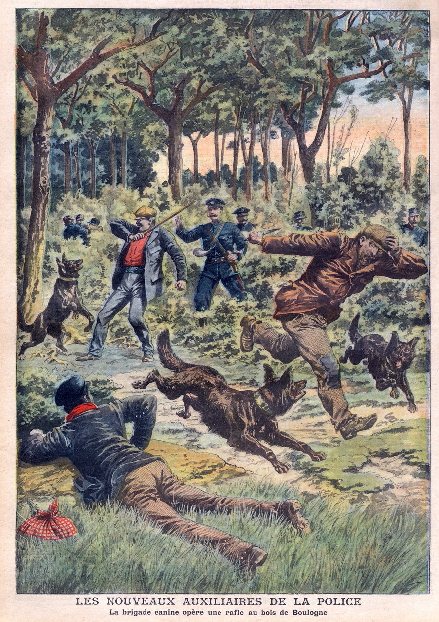 Die neuen Polizeihelfer: Die Hundestaffel führt eine Razzia im Bois de Boulogne durch, Illustration aus „Le Petit Journal“ vom 28. Juli von French School